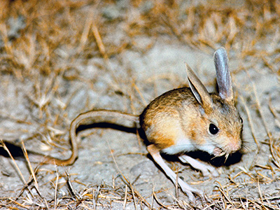 Allactaga elater, Little Five-toed Jerboa